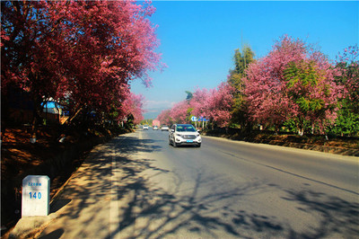 西雙版納公路局:黨建領航 打造邊疆文明路