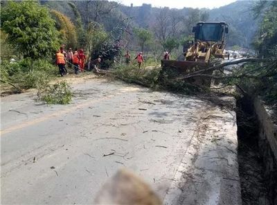 麻栗坡公路分局開展公路路域桉樹替換工作